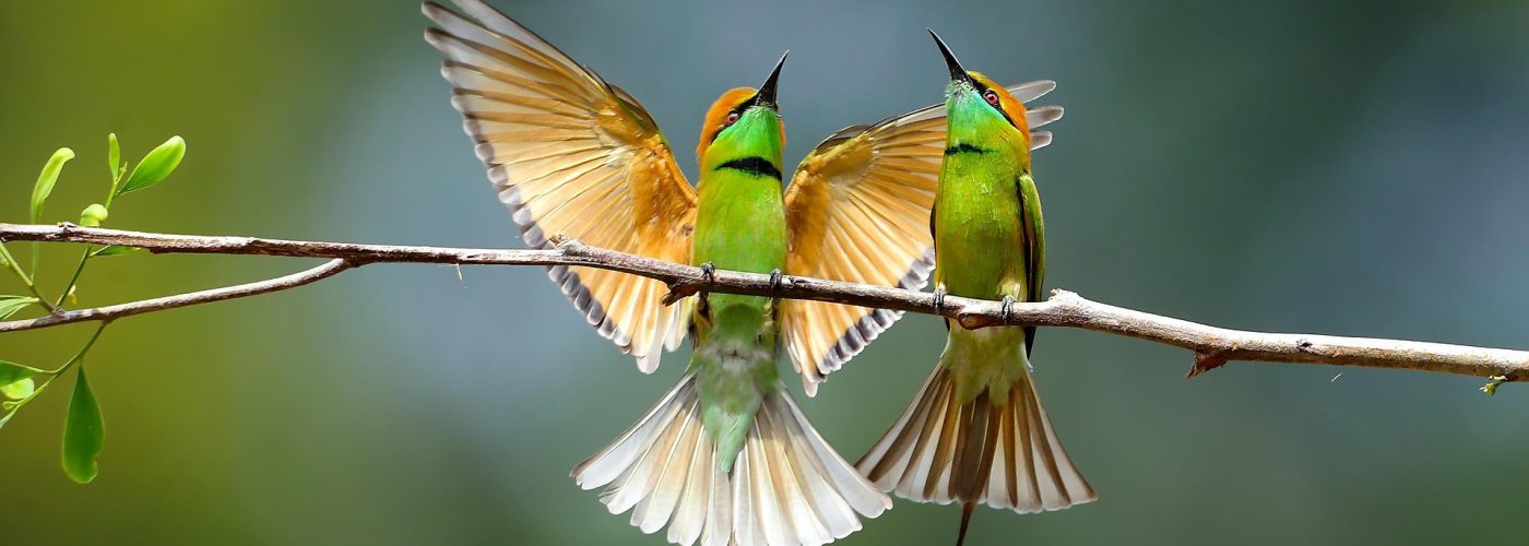 birds-4551002_1920 birds-4551002_1920